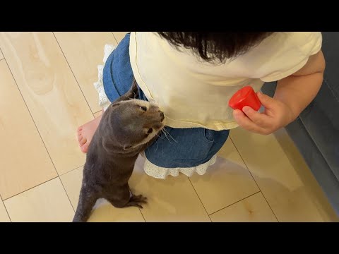 カワウソと遊びたい子供と子供のおもちゃを欲しがるカワウソ A child wants to play with an otter and an otter wants the child’s toys(YouTube)