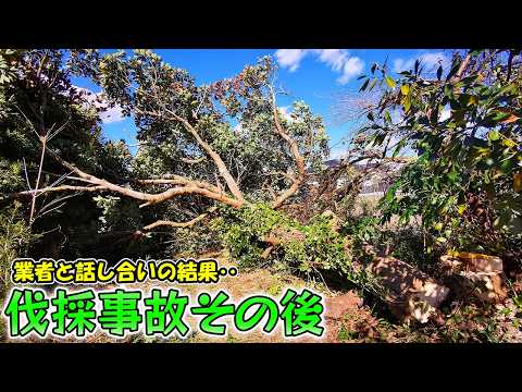 巨木を逆方向に倒した業者さんと事故について話し合いました🌳【巨木伐採事故のその後】(YouTube)