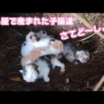 生後1週間 牛小屋で産まれた子猫達 さてど～しよう  2024 09 17 2(YouTube)