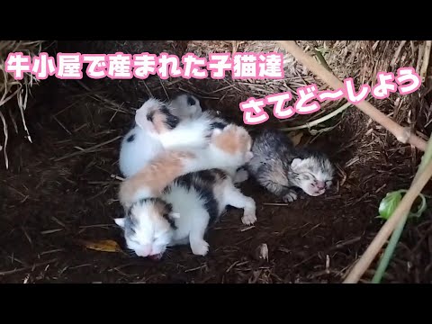 生後1週間 牛小屋で産まれた子猫達 さてど～しよう  2024 09 17 2(YouTube)