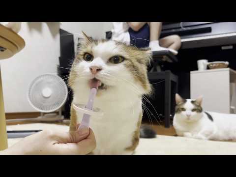 キンキンに冷えたちゅーるアイスは苦手な猫(YouTube)