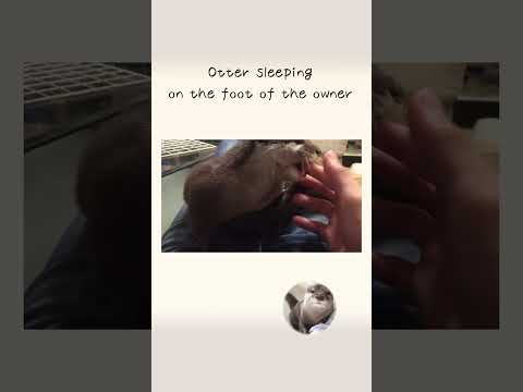 カワウソさくら そこで寝ないでと注意したら反撃された！！ Otter sleeping on the foot of the owner(YouTube)