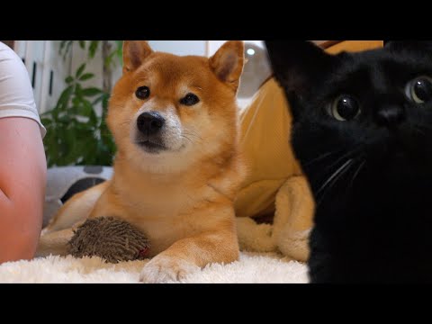 かわいい‥！柴犬に恋する猫の推し活ドキュメントがこちら。(YouTube)