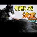 あずき＆さくらと妻が住む家がようやく見つかりました🏠【仲良し子猫姉妹の成長記録】(YouTube)