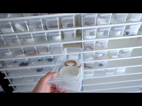 【売約受付開始】お店に生まれた子蛇たちを大移動しました(YouTube)