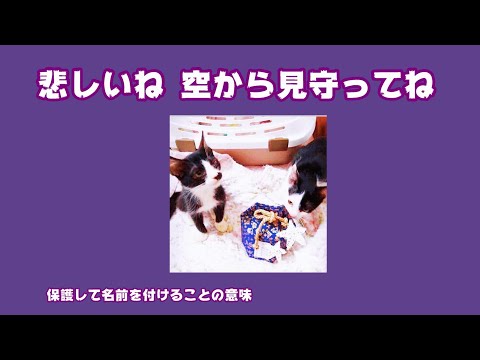 保護して名前を付けるということの意味  悲しいね 空から見守ってね  2024 09 24 1(YouTube)