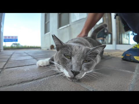 フェリー乗り場で鳩みたいな声を出す猫を撫でる(YouTube)