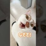 膝の上に乗って甘える猫が最高に可愛い！ #shorts(YouTube)