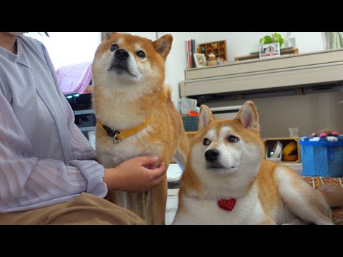 実家の柴犬が緊急で手術をすることになりました。(YouTube)