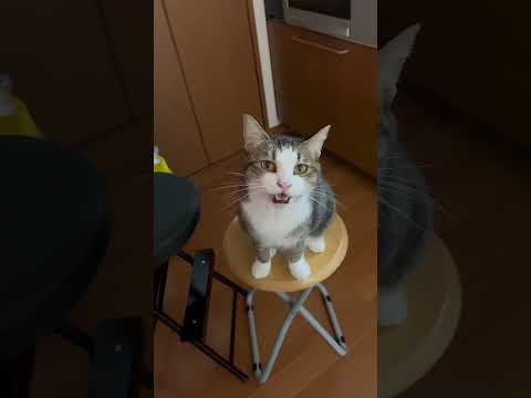 お返事の練習中(YouTube)