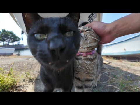 猫島で港を歩いていると猫が駆け寄ってきた(YouTube)