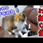 愛情の押し付けが強引過ぎるボス猫パパのあまりにもしつこい子猫可愛がりの日々‥🐈【仲良し子猫姉妹の成長記録】(YouTube)