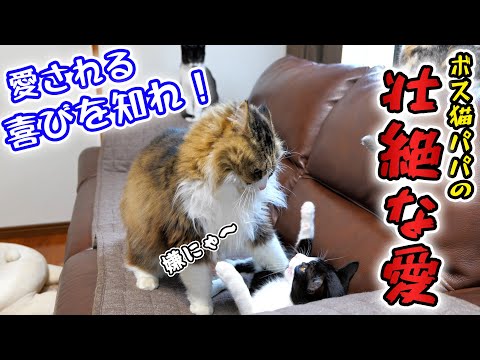 愛情の押し付けが強引過ぎるボス猫パパのあまりにもしつこい子猫可愛がりの日々‥🐈【仲良し子猫姉妹の成長記録】(YouTube)