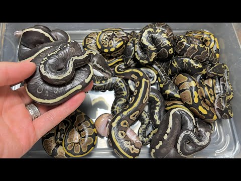 昨日切った卵が出てきた(YouTube)