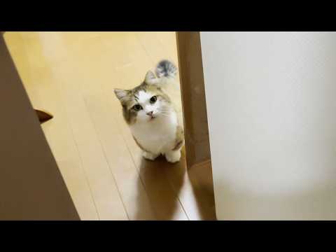 お母さんにだけめっちゃ反抗期になる猫(YouTube)