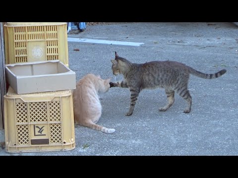喧嘩寸前の猫たちを止めようとする猫(YouTube)