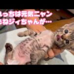 おれっちは元気ニャン でもねクマ爺ちゃんが大変みたい  TetoNoji166 Hana119 ThirdNimoMoca84 Neo54 Hikari36  2024 09 08 1(YouTube)