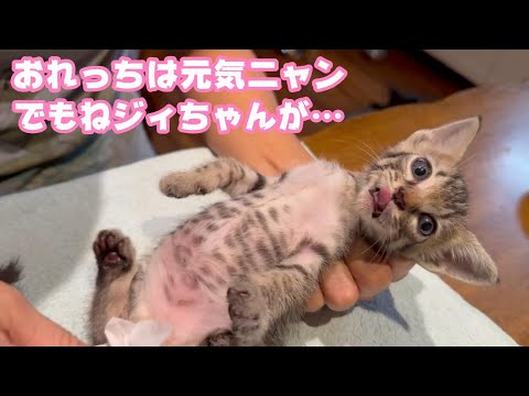 おれっちは元気ニャン でもねクマ爺ちゃんが大変みたい  TetoNoji166 Hana119 ThirdNimoMoca84 Neo54 Hikari36  2024 09 08 1(YouTube)
