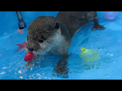 水風船たっぷりプールにご満悦で大興奮なカワウソ！  A very excited otter is happy to be in a pool full of water balloons!(YouTube)