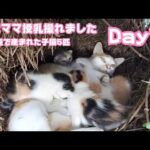 野良ママ授乳頑張ってます 牛小屋で産まれた子猫5匹  Day15  2024 09 25 2(YouTube)