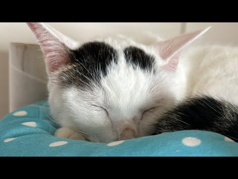 9/18 お昼のまったり猫配信🐱（縦配信）(YouTube)