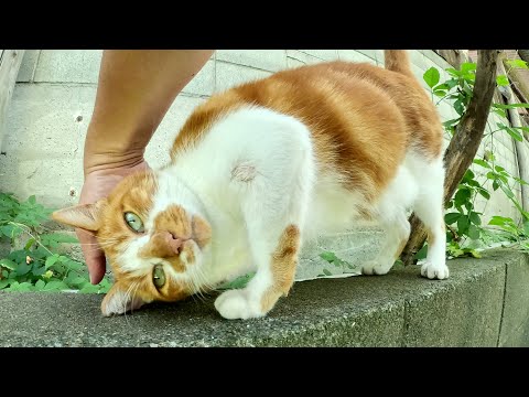一度は逃げたけど、やっぱりモフられに来るアメショー猫ちゃん(YouTube)