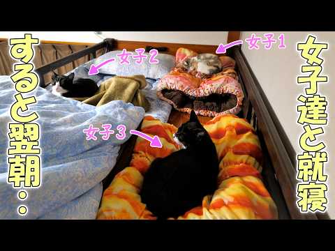 女子達🐈に囲まれて眠るパパ、体に違和感を感じて翌朝目を覚ますと‥‼【猫屋敷LIFEのリアル】(YouTube)