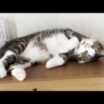 お父さんと会話を楽しむ猫(YouTube)