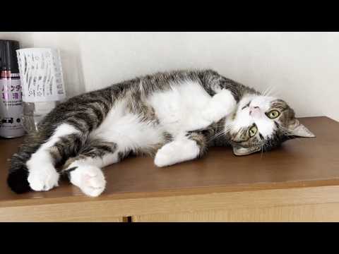 お父さんと会話を楽しむ猫(YouTube)