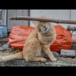 漁港の網の棒にスリスリする茶トラ猫(YouTube)