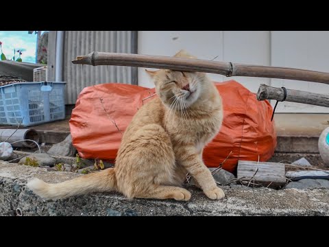 漁港の網の棒にスリスリする茶トラ猫(YouTube)