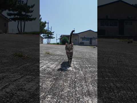猫駆け寄ってきた(YouTube)
