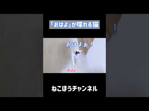 「おはよ」が喋れる猫 #shorts(YouTube)