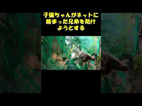 子猫ちゃんがネットに絡まった兄弟を助けようとする #cat #猫 #野良猫(YouTube)