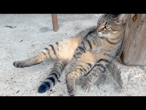 オッサンっぽい座り方が一番おちつく猫(YouTube)