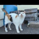 物置の上から漁港を見張っている三毛猫ちゃん、人が来るとモフられに降りてくる(YouTube)