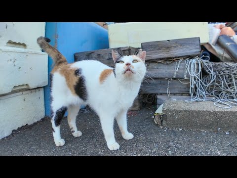 物置の上から漁港を見張っている三毛猫ちゃん、人が来るとモフられに降りてくる(YouTube)