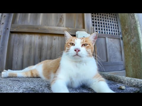猫島から帰る前にもう一度神社に行ってみるとまたあの猫たちが同じように来てくれた(YouTube)
