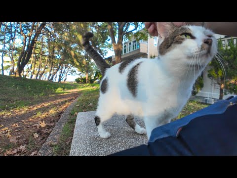 林の中のベンチに猫が座っていたので隣に座ると懐いてきた(YouTube)