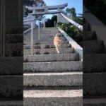 神社に行くと猫やって来た(YouTube)