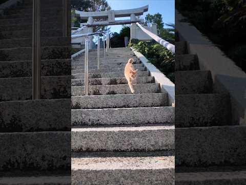 神社に行くと猫やって来た(YouTube)