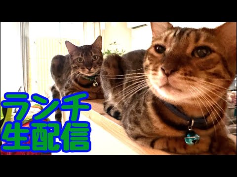 【ランチ生配信9/4】まだまだ暑いですが猫でも見て涼みませんか？生配信(YouTube)
