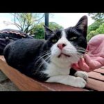 バネのような尻尾のハチワレ猫が低い声でナデナデを要求してきた(YouTube)