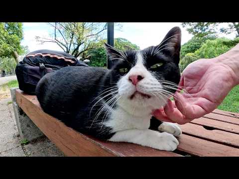 バネのような尻尾のハチワレ猫が低い声でナデナデを要求してきた(YouTube)