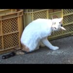 唯一大好きな犬にまで無視されてしまう孤独な猫(YouTube)
