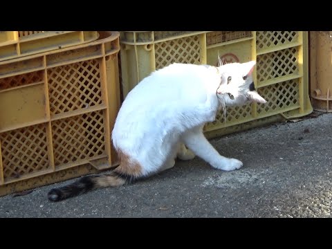 唯一大好きな犬にまで無視されてしまう孤独な猫(YouTube)