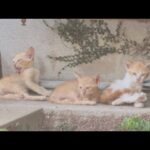 茶トラ猫の5兄弟が涼しい日陰でくつろいでいた(YouTube)
