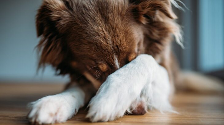 犬が混乱してしまう飼い主の行動4つ　愛犬にストレスを与えないように注意しよう(ブログ)