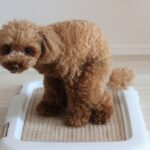 犬の正常な『ウンチの量・状態』とは？一日にする適切な排泄回数まで(ブログ)