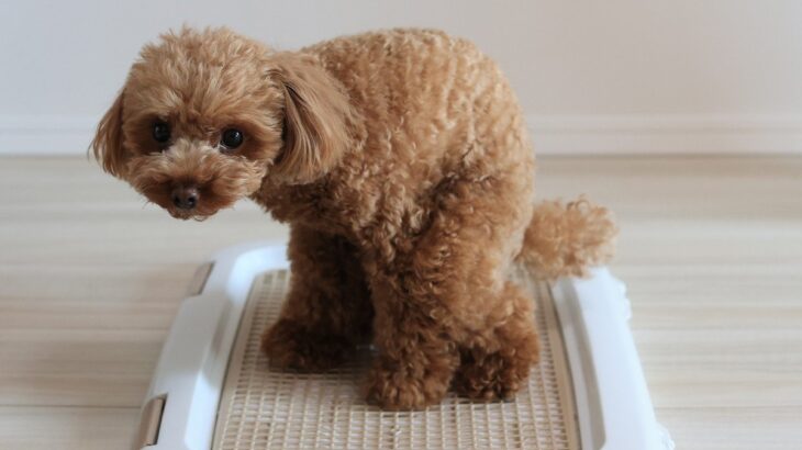 犬の正常な『ウンチの量・状態』とは？一日にする適切な排泄回数まで(ブログ)